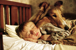 lassie.bmp